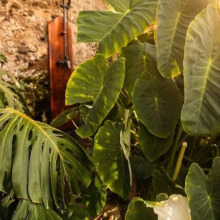 Waterfall Cave Pools Sauna Wild Banana Farm 3*